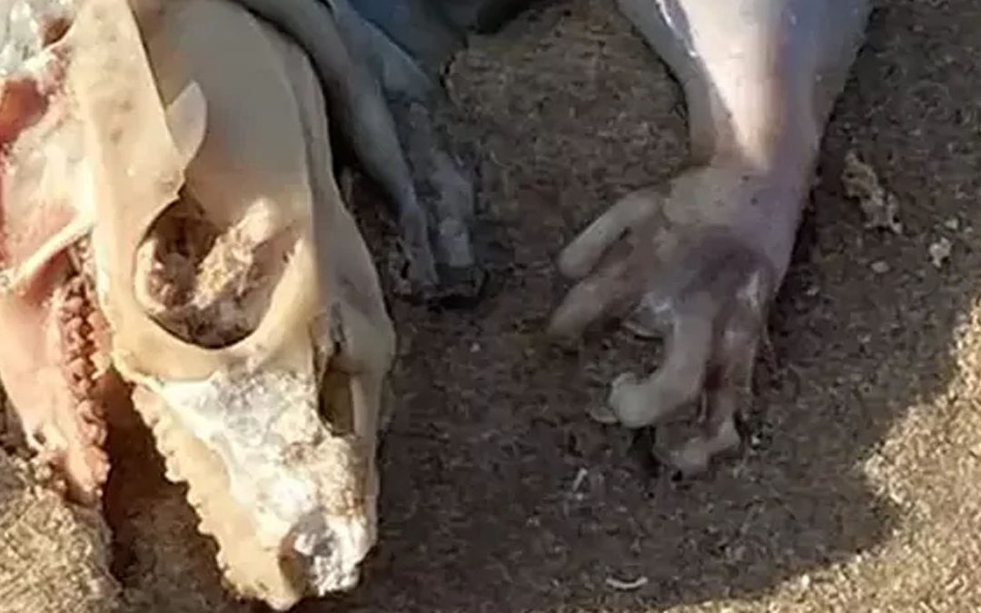 Supuesta criatura ET aparece en playa australiana